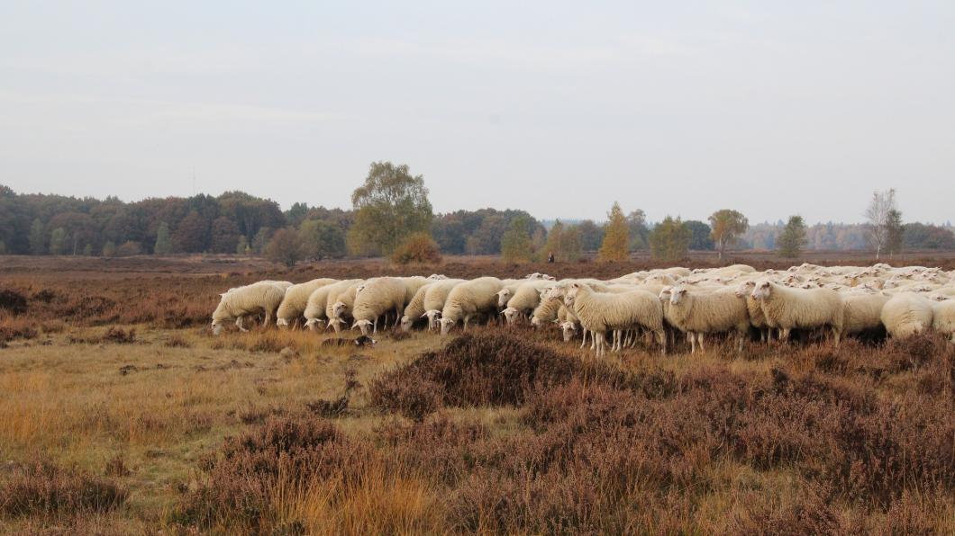 Schaapskudde Ermelo