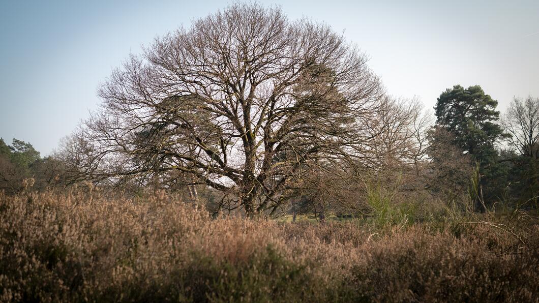 Kale boom in een natuurlandschap