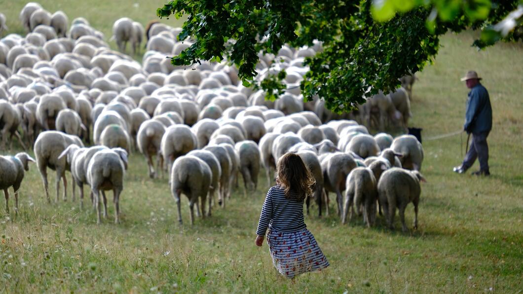 Schaapskudde met herder en vrouw op de voorgrond