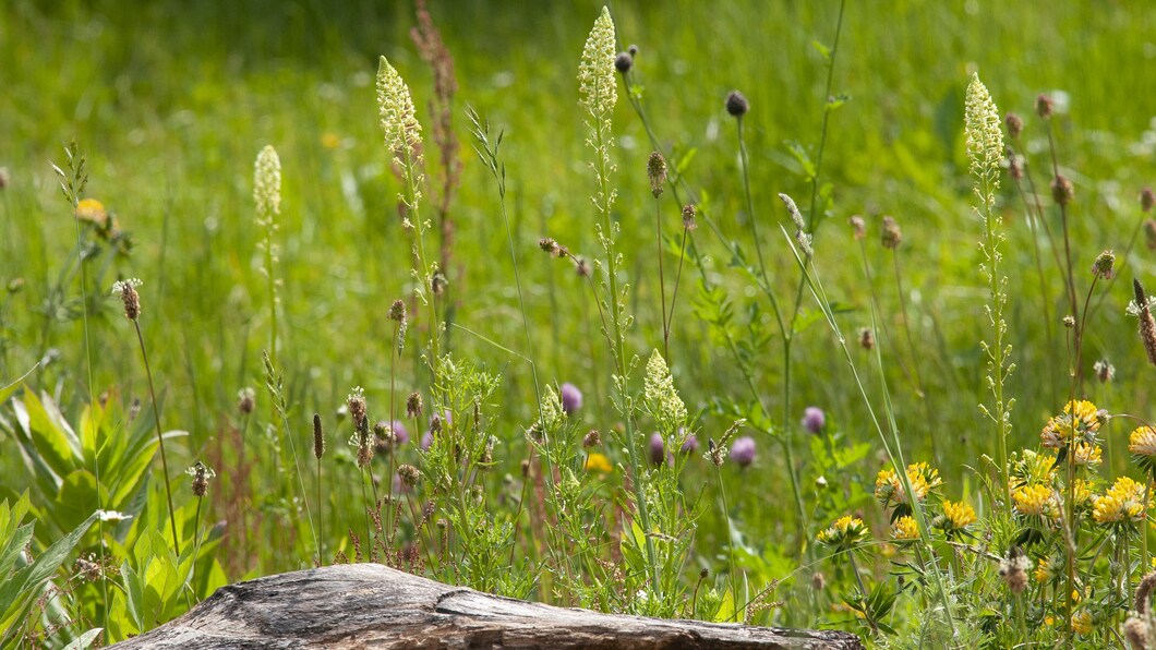 bloeiende grasweiderand met diverse planten