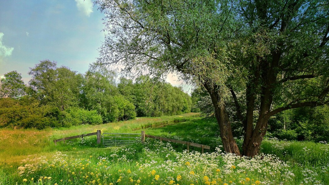 Landschap met  grasbodem en bomen 