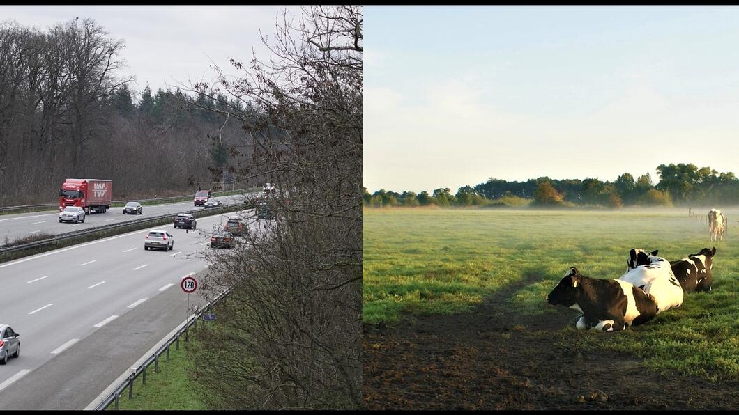 Dubbelfoto met autobaan en koeien in de wei