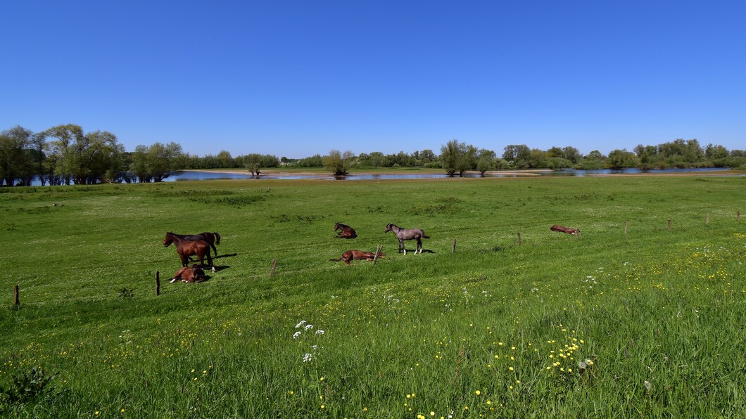 Paarden in de wei met natuurgebied op de achtergrond