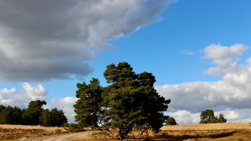 Veluwe Boom wolk