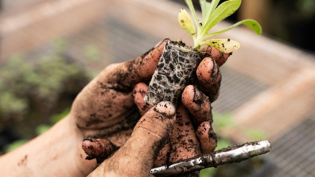 plant in hand
