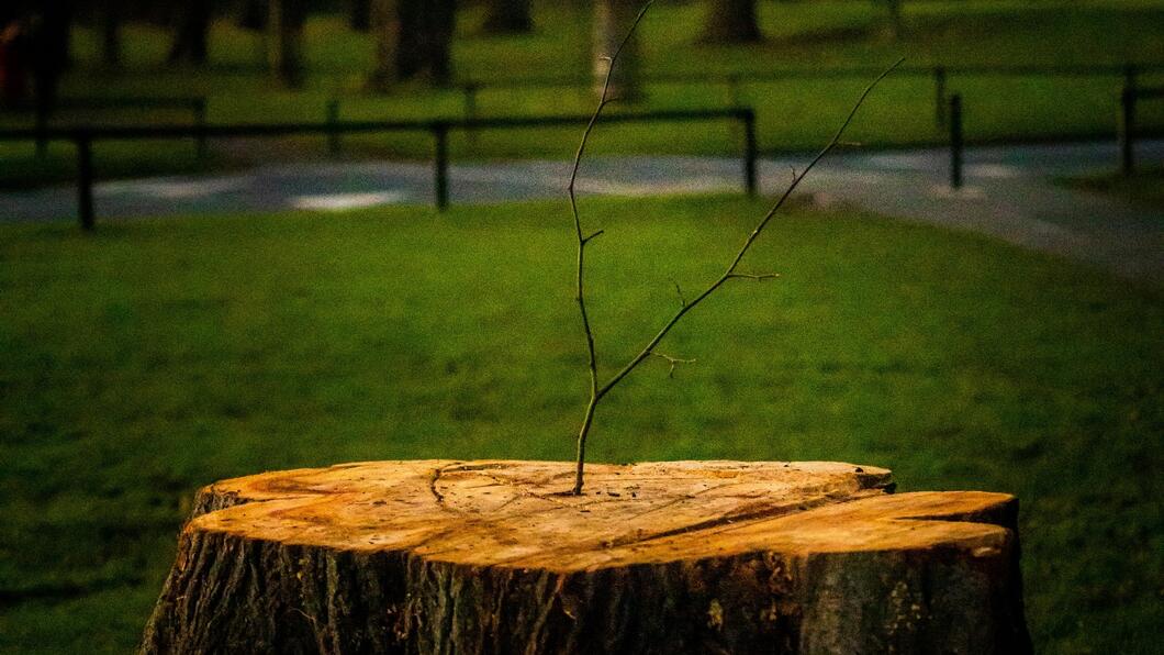 Gekapte boom nieuw