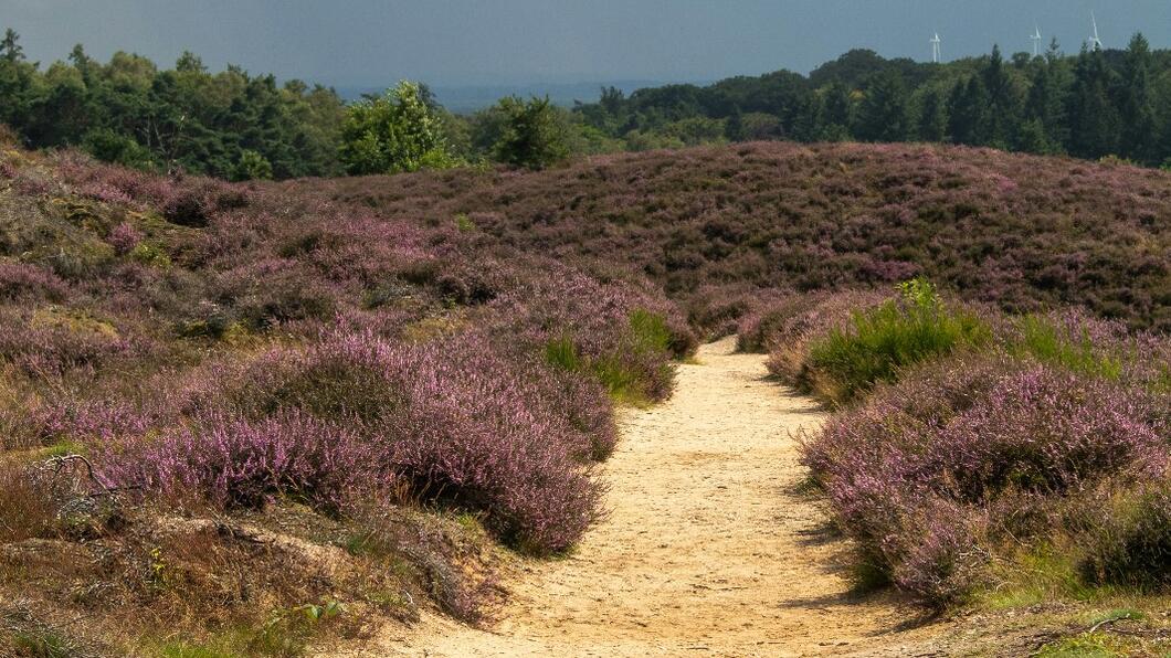 veluwe paars