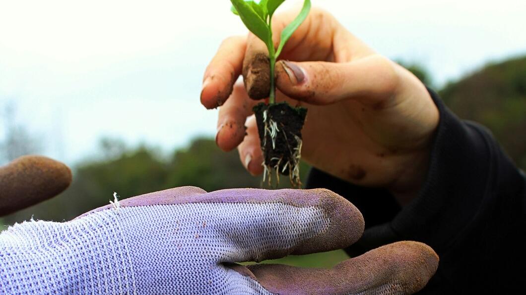 plant in hand