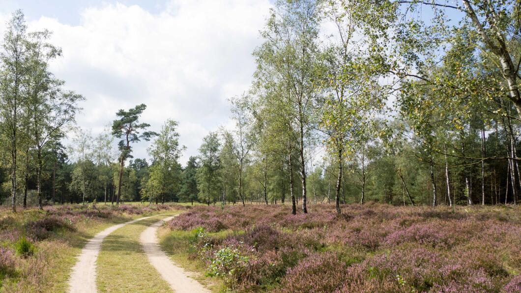 Heide Natuur wandelpad