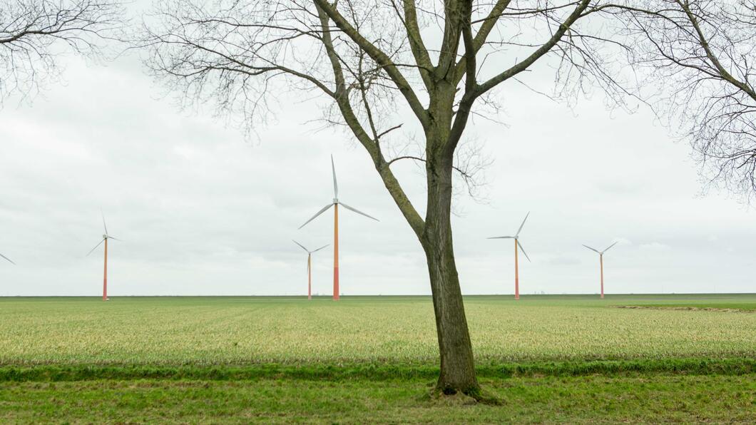 Veld met windmolens, boom op voorgrond