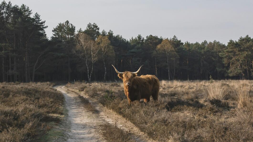 Zandweg in natuur