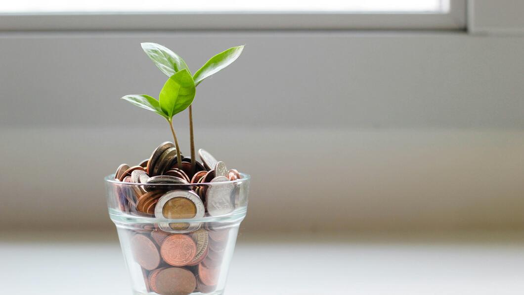 plant in geld