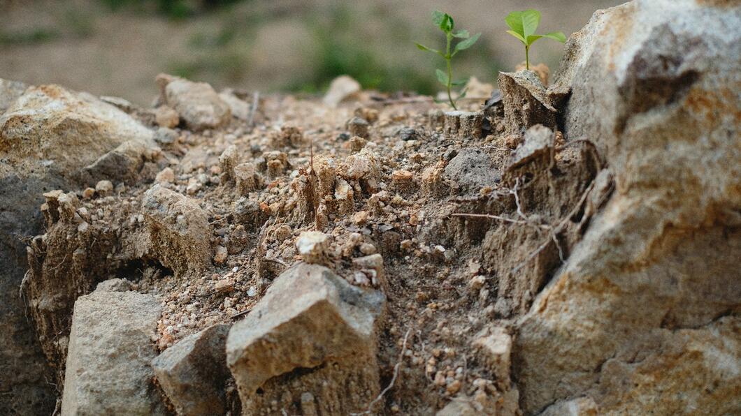 Plant in stenen grond