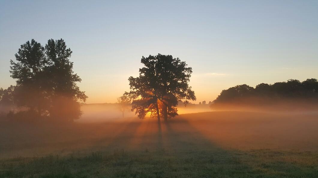 ochtenddauw