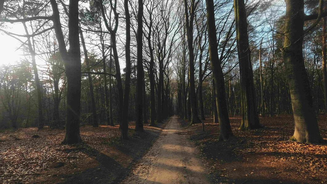Pad door het bos