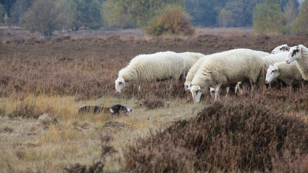 Schapen op hei 