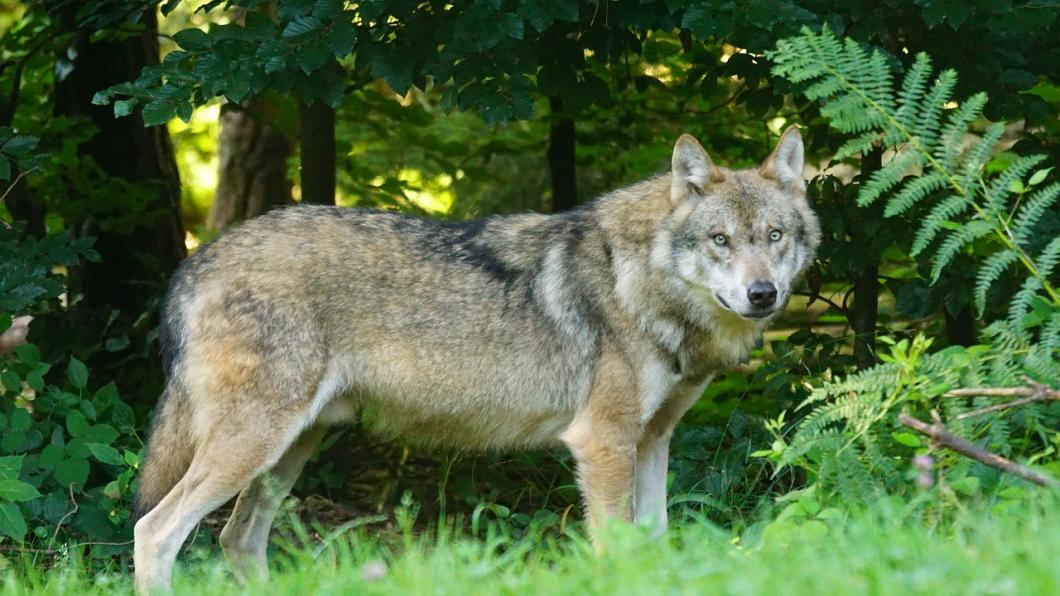 Wolf