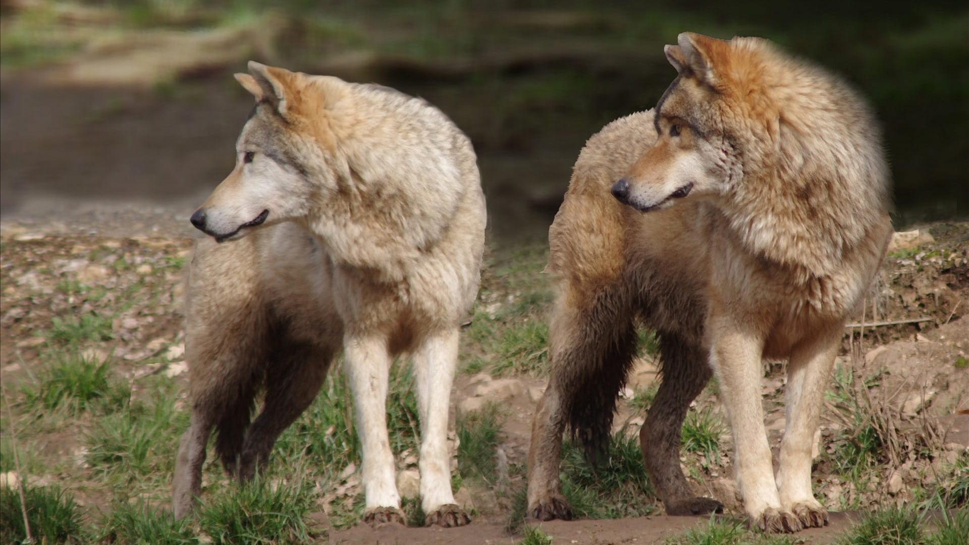 Twee wolven die zijwaarts kijken