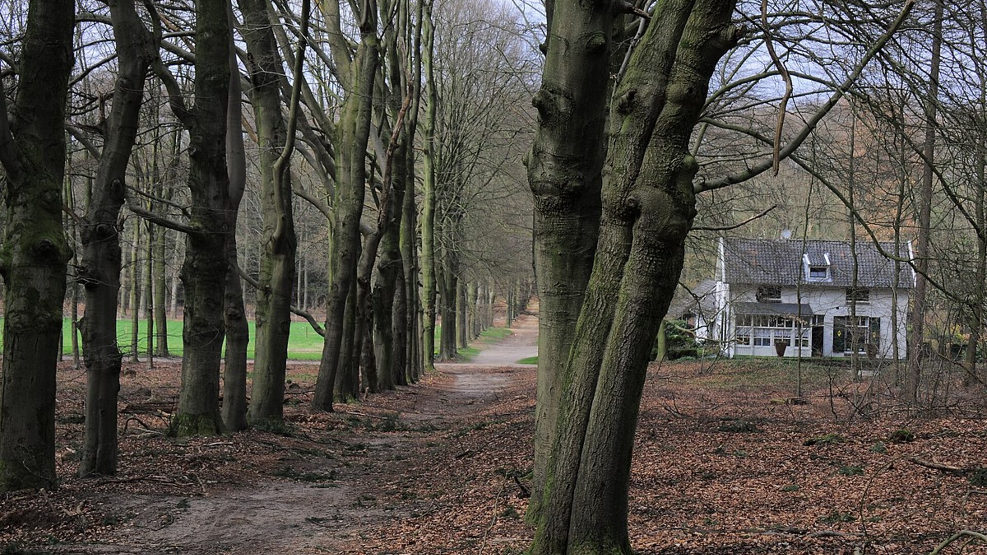Bos met oude boerderij