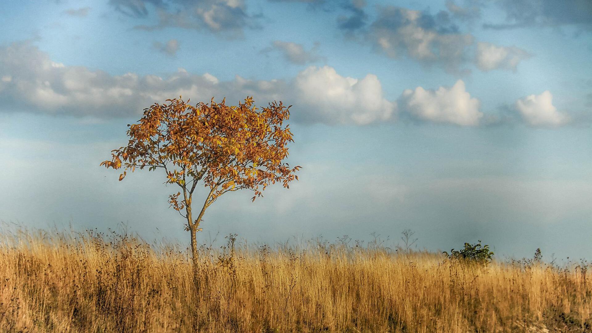 Droog grasland met verdorde boom