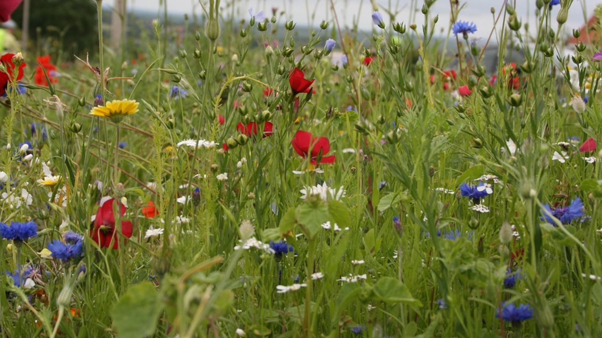 Veldbloemen