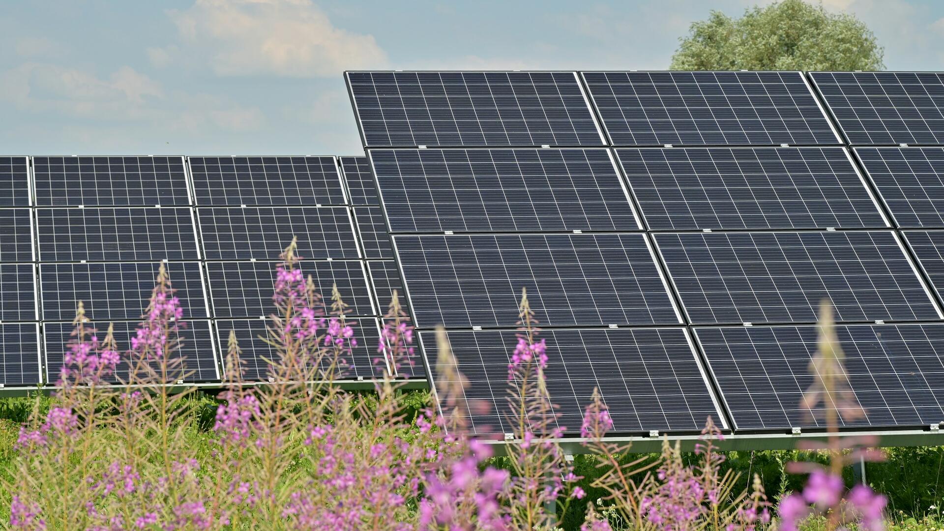 zonnepanelen op bloemenveld