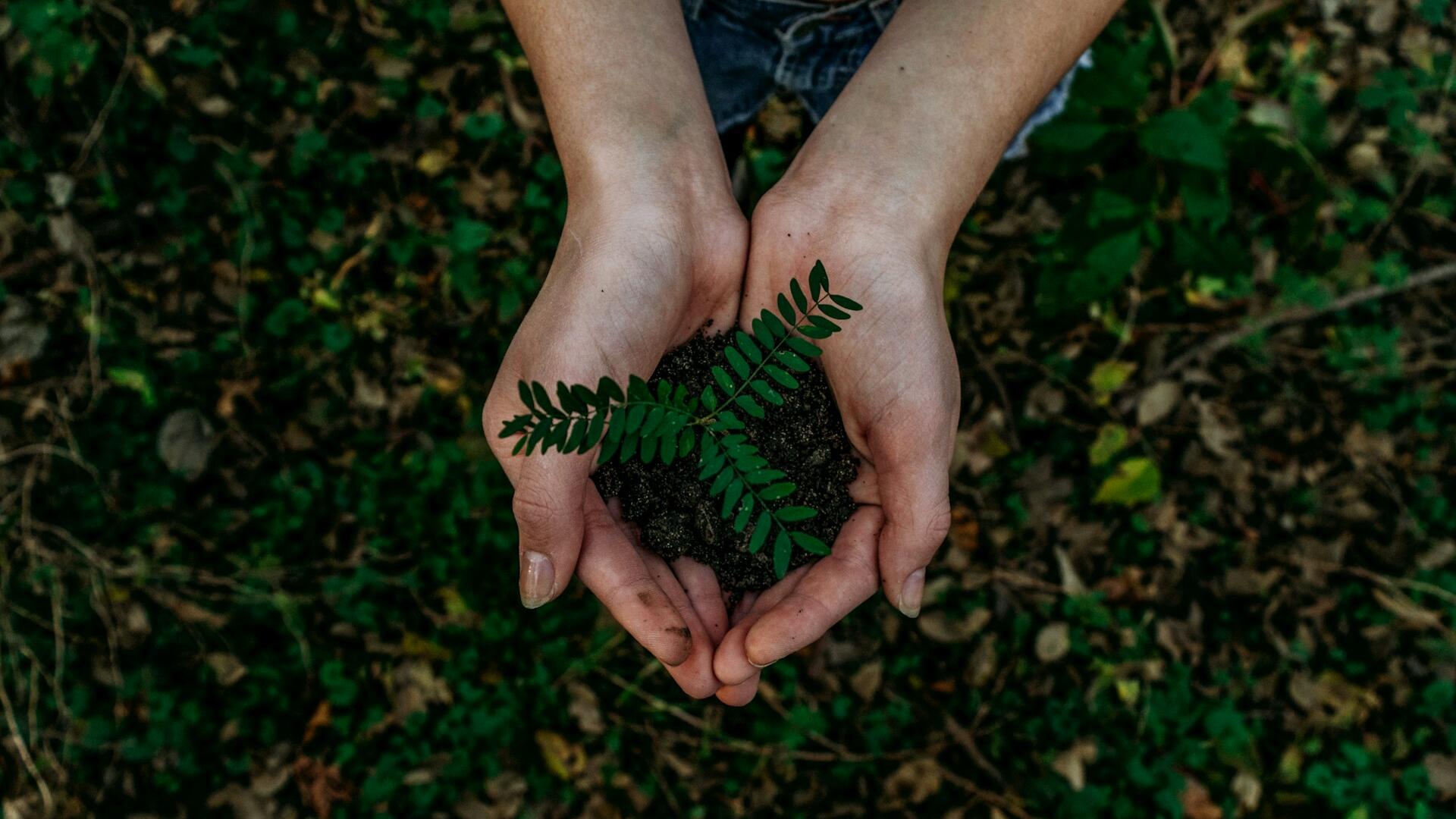 plant in hand