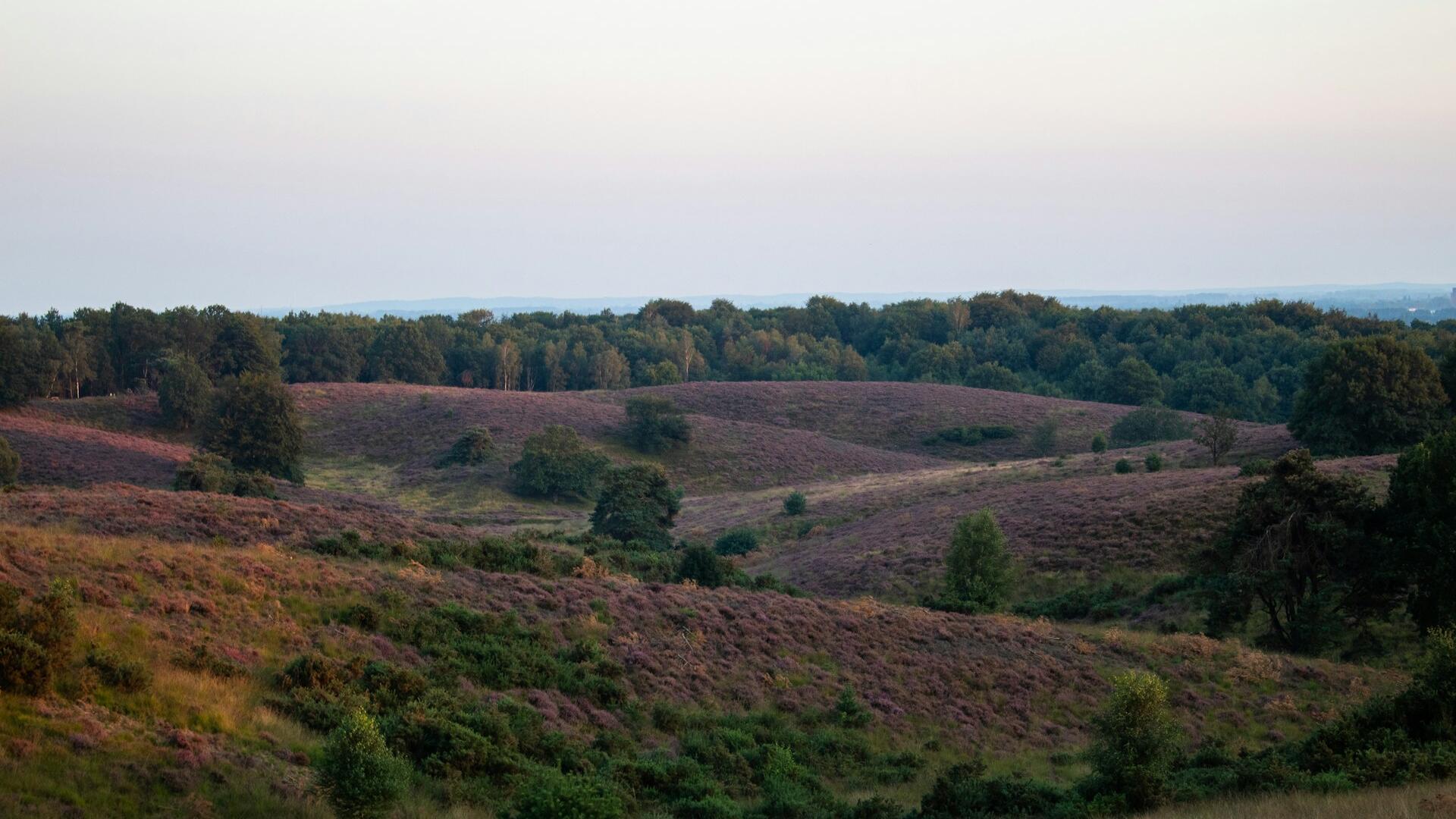 veluwe landschap