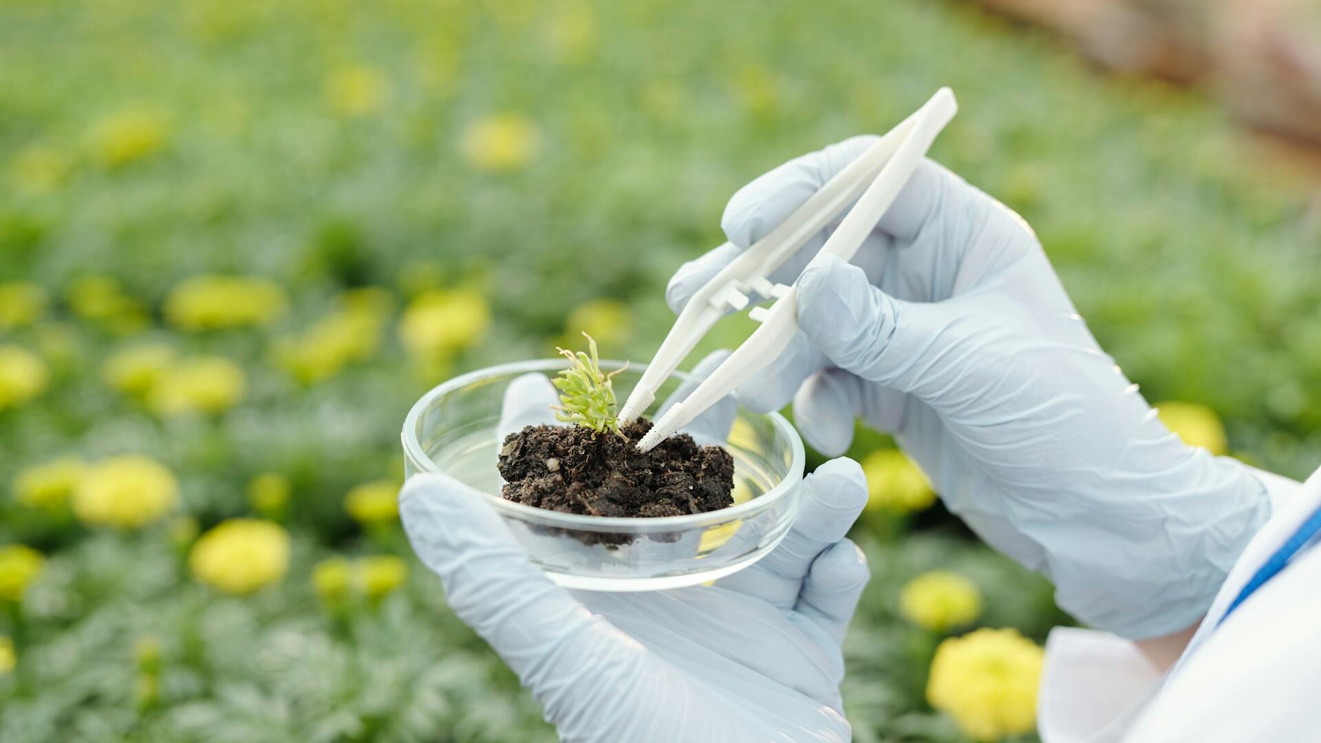 Onderzoek Plant