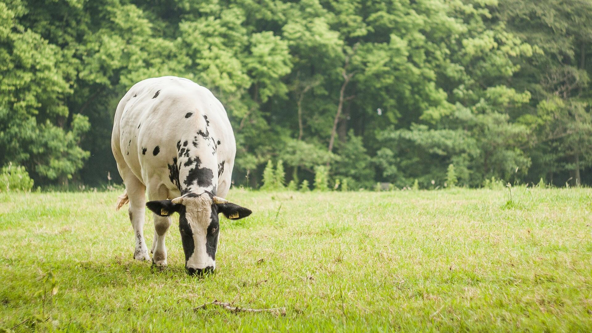 koe in het veld