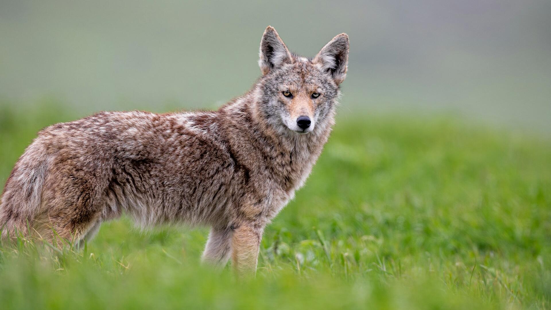 wolf