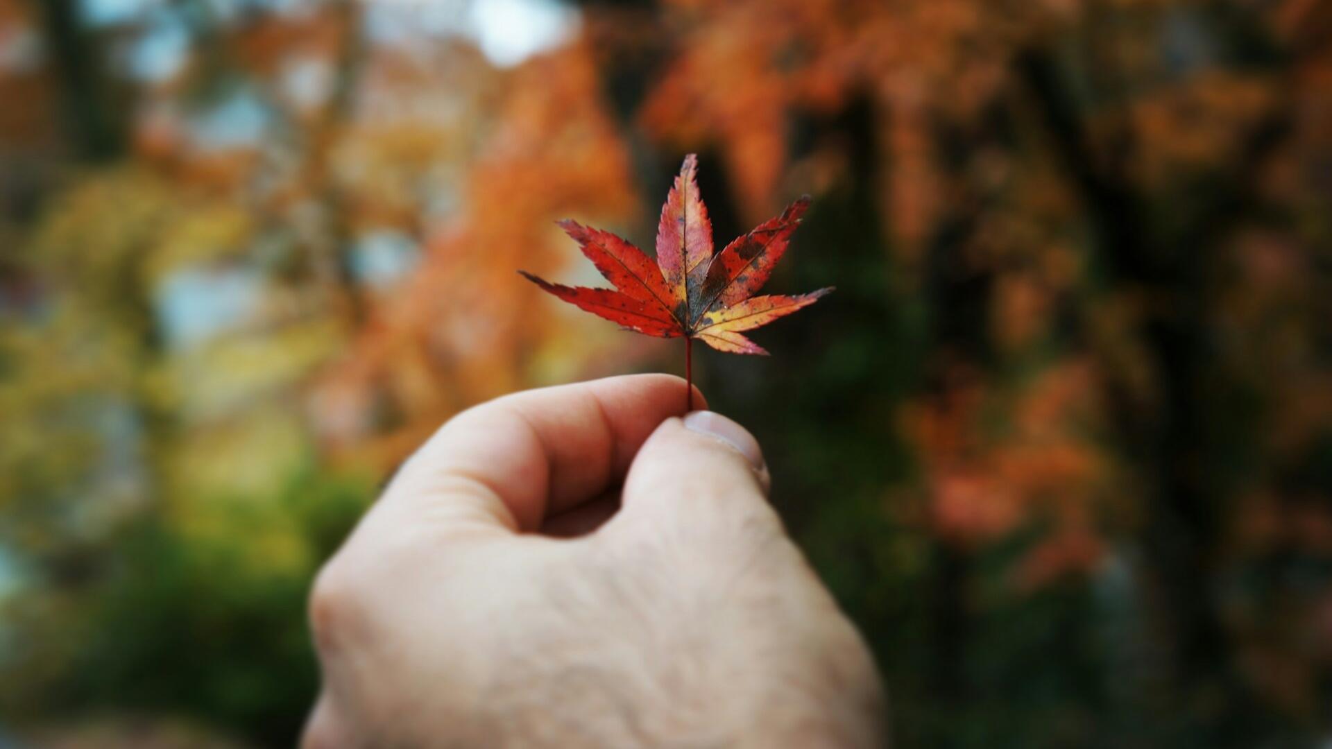 blad in hand