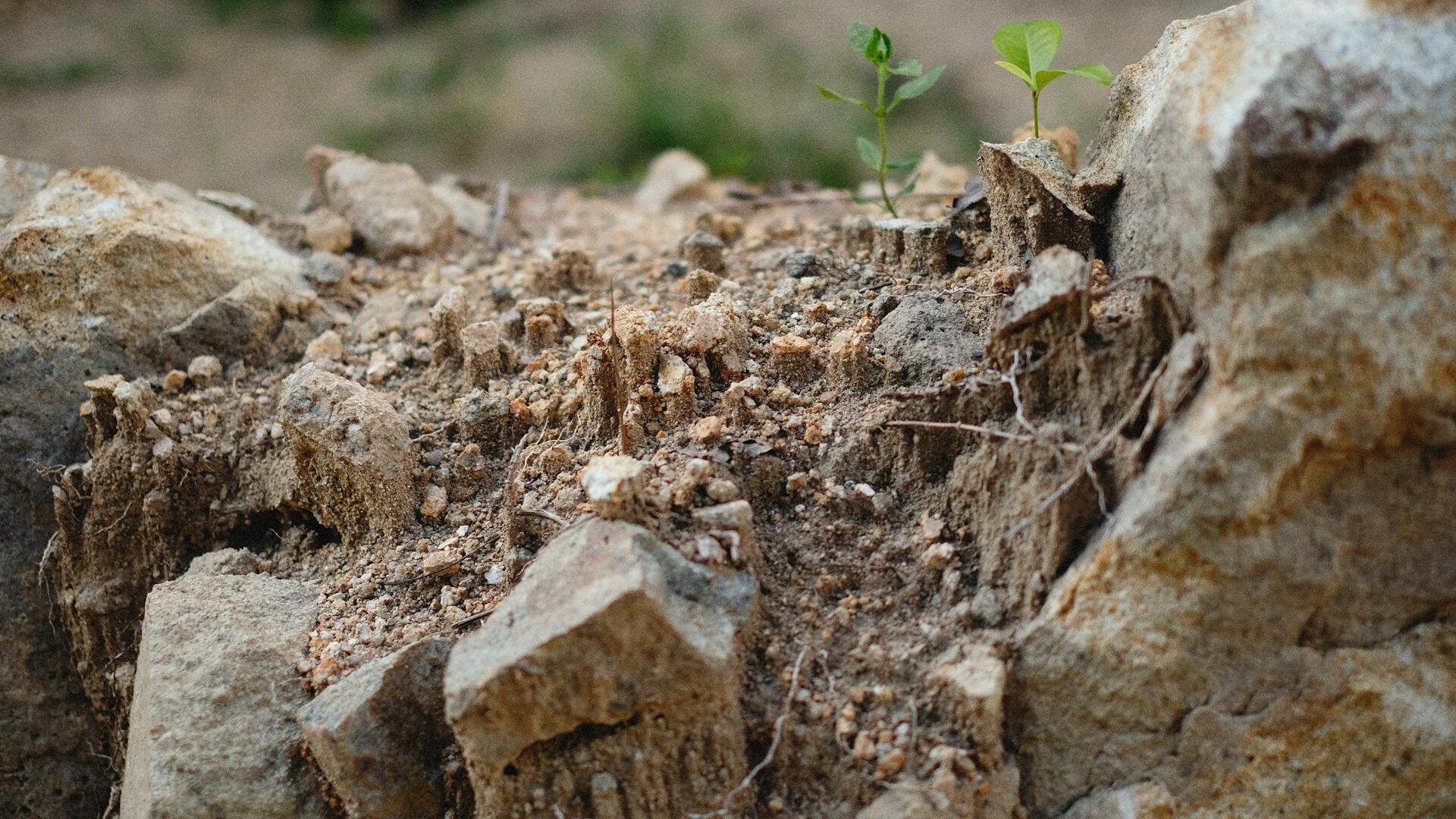 Plant in stenen grond