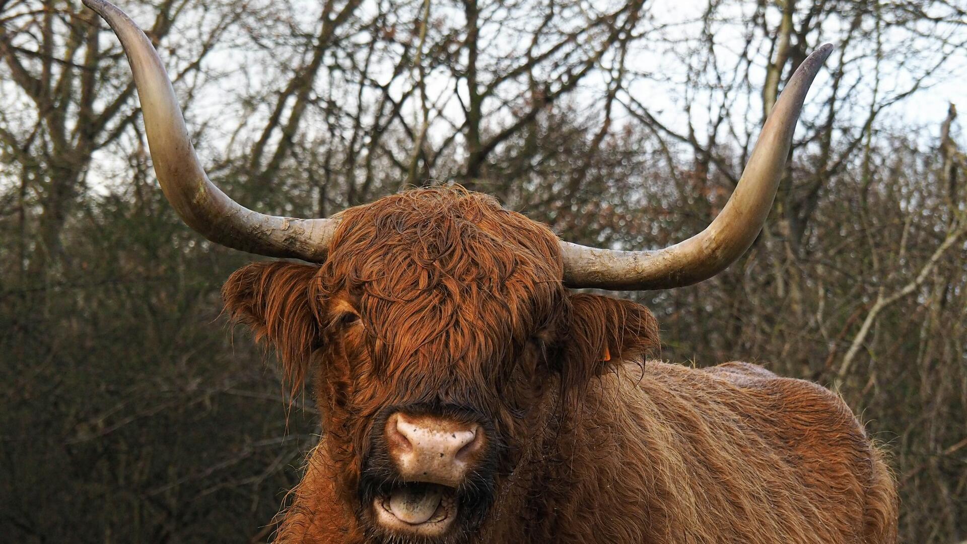 Koe Veluwe