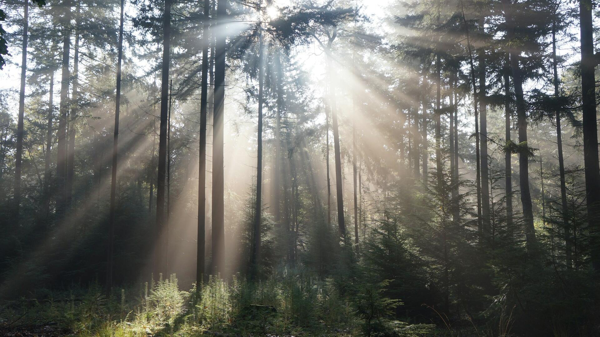 licht in bos