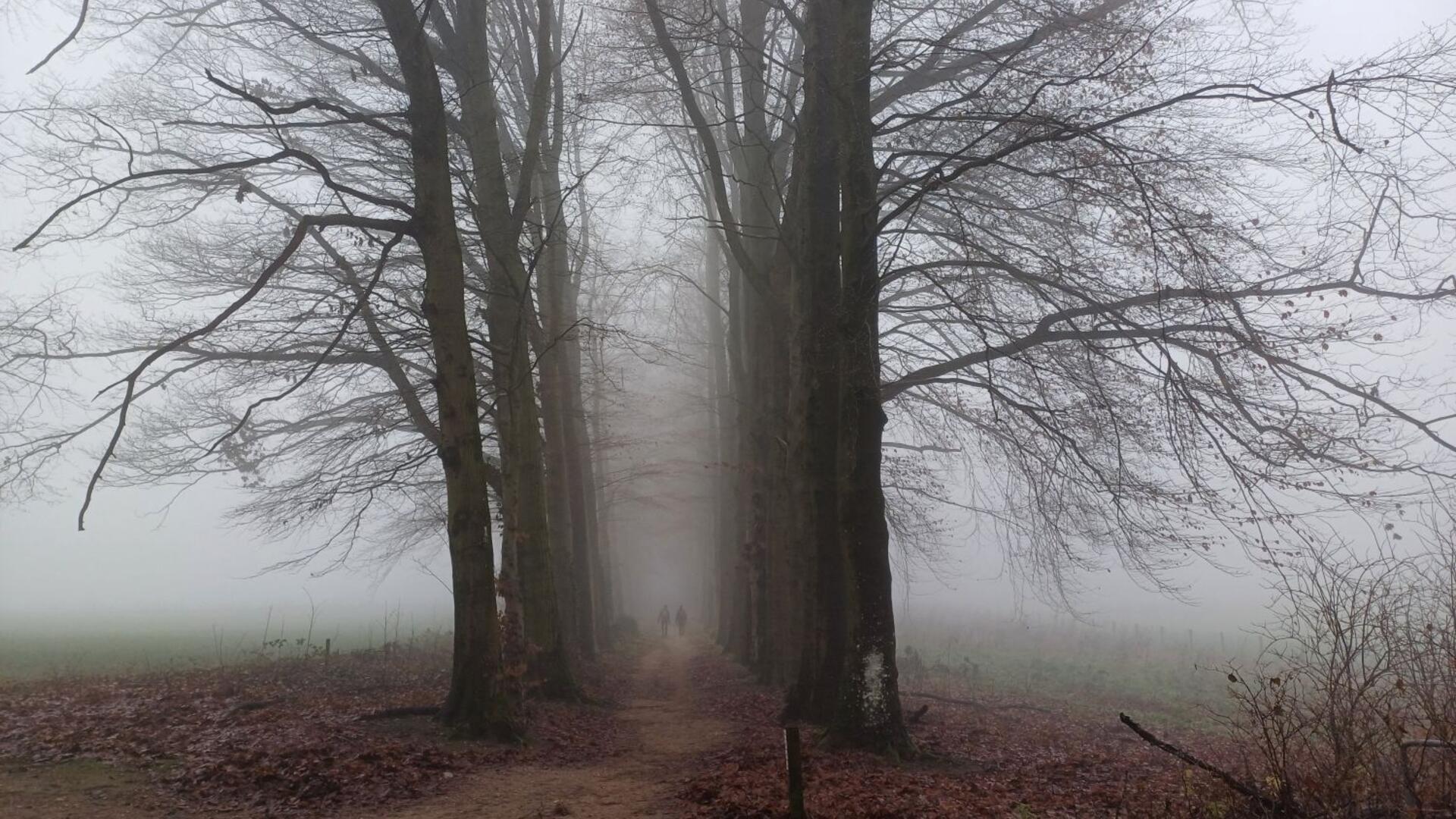 Laantje met bomen in mist