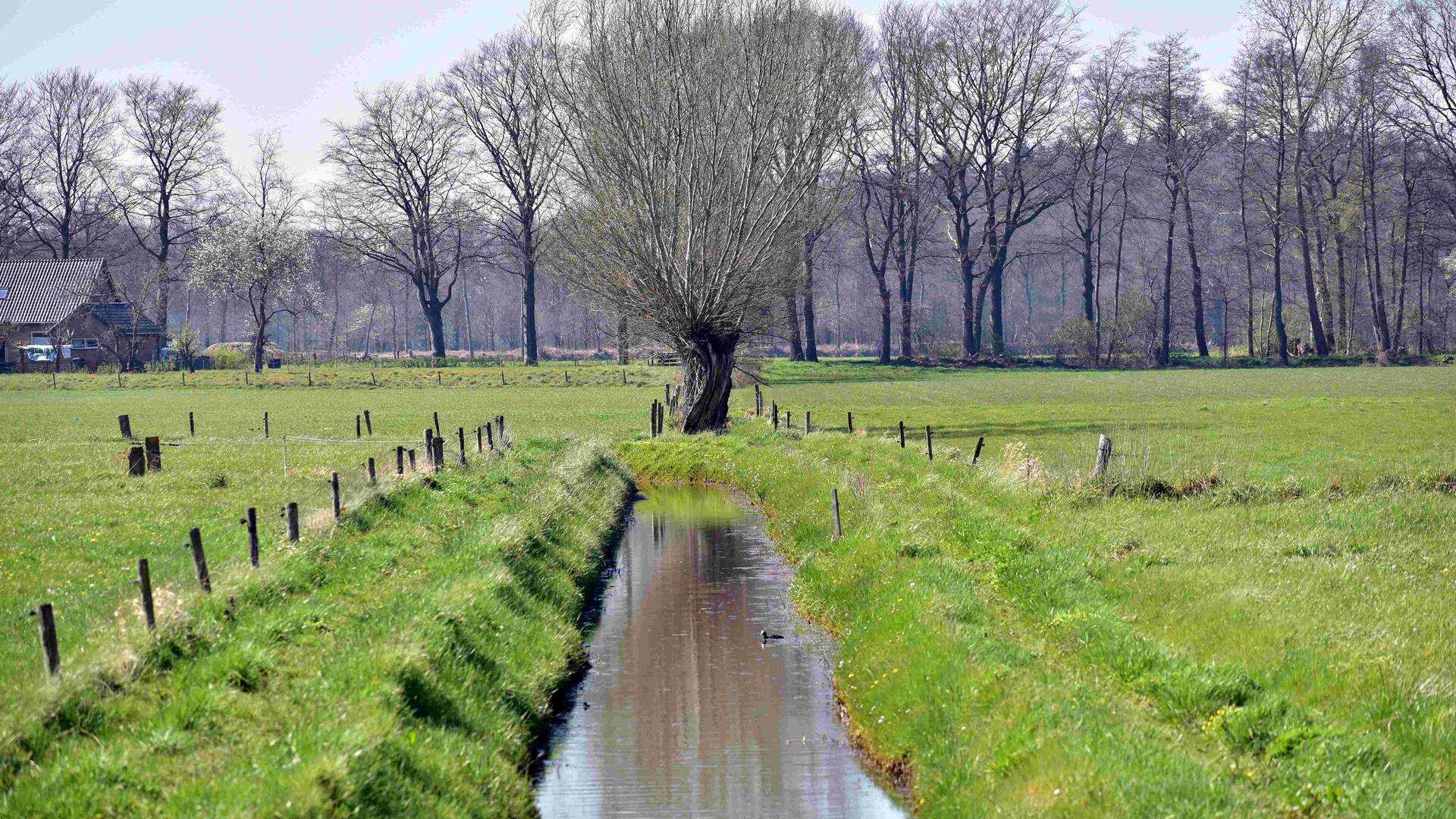 Gelders landschap met sloot en bomen 