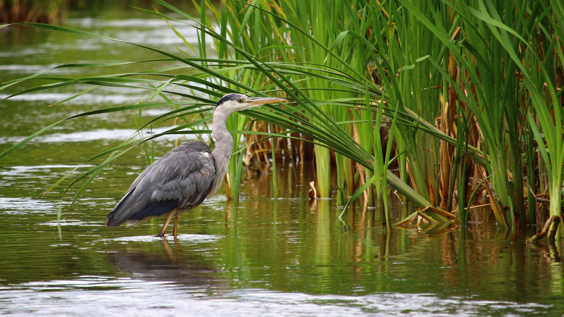 Reiger in sloot 