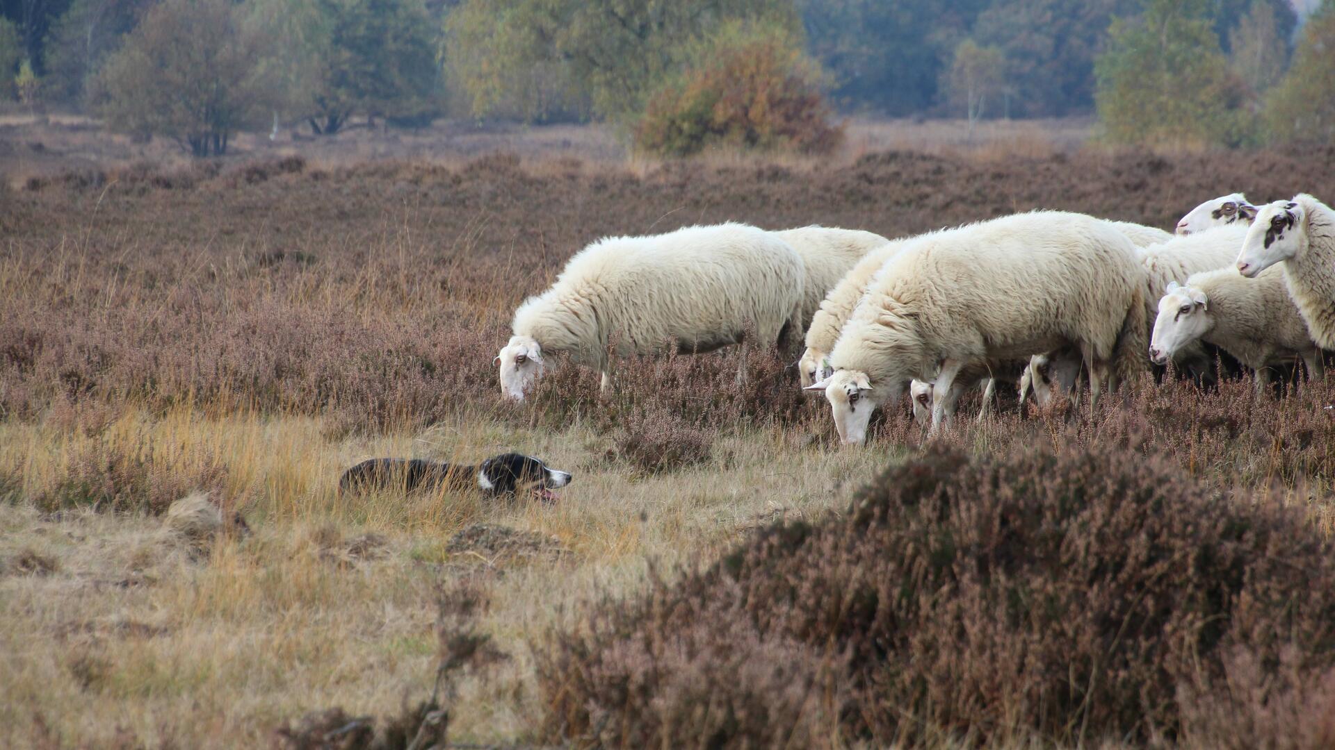Schapen op hei 