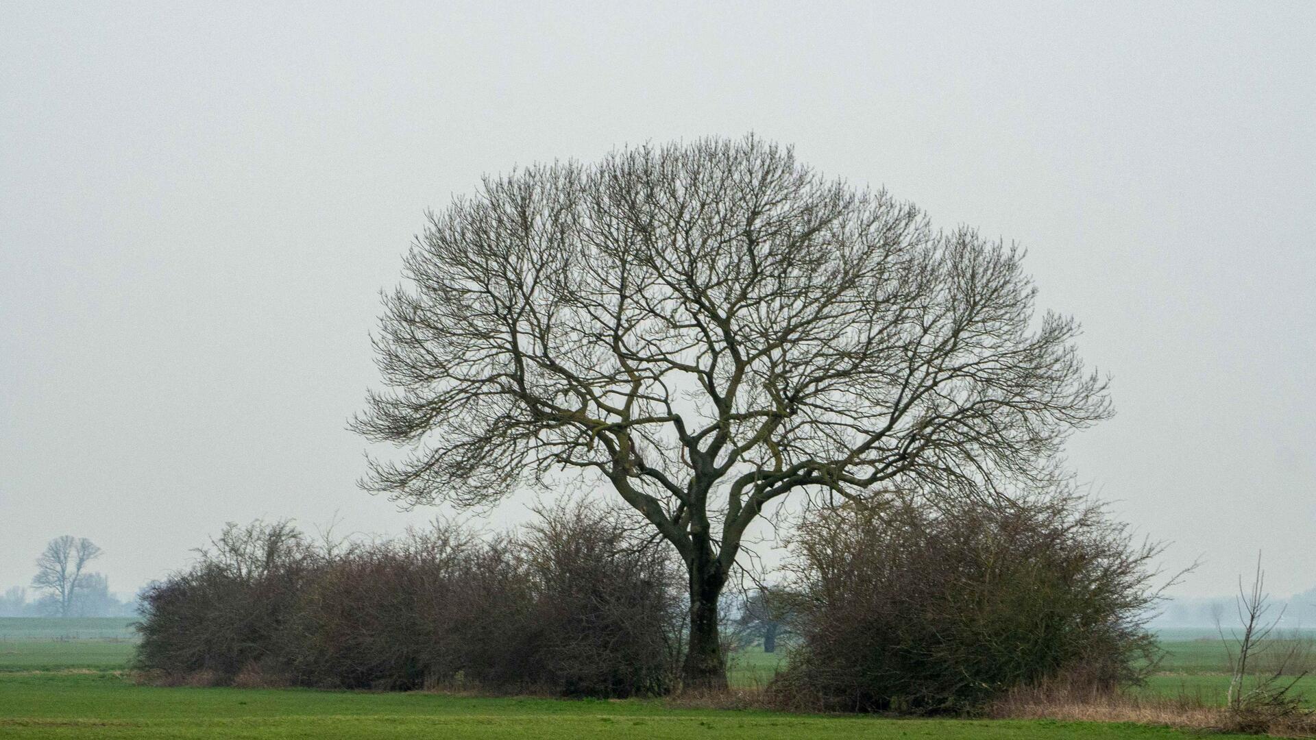 Grote boom met kleine bomen eromheen in een landschap