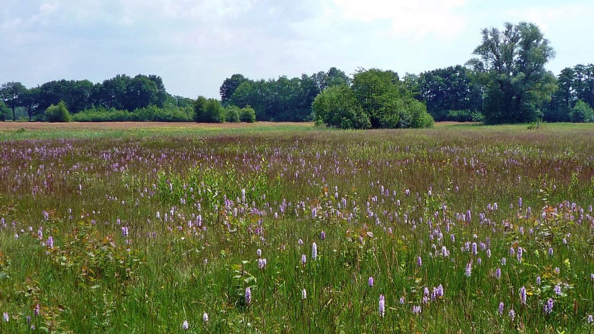 Koolmansdijk Lievelde De Achterhoek