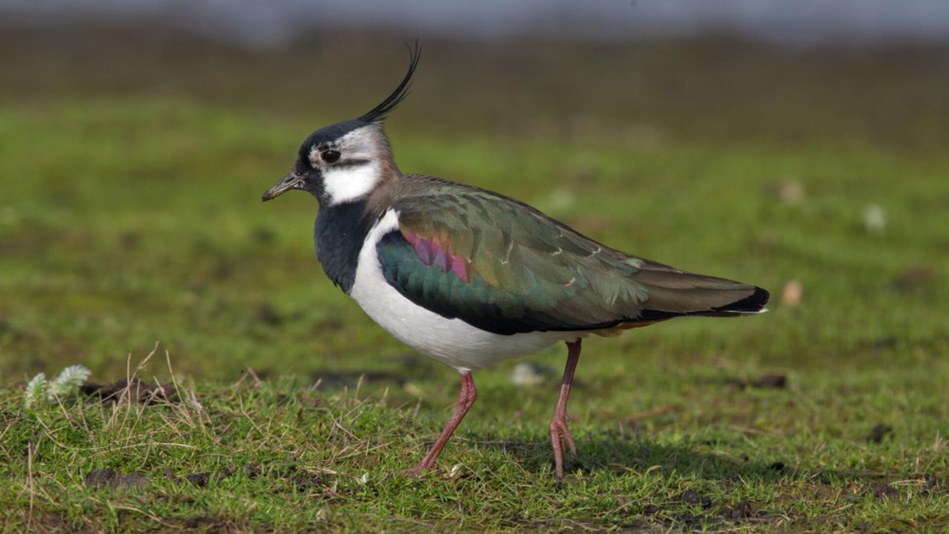 Northern-Lapwing-Vanellus-vanellus