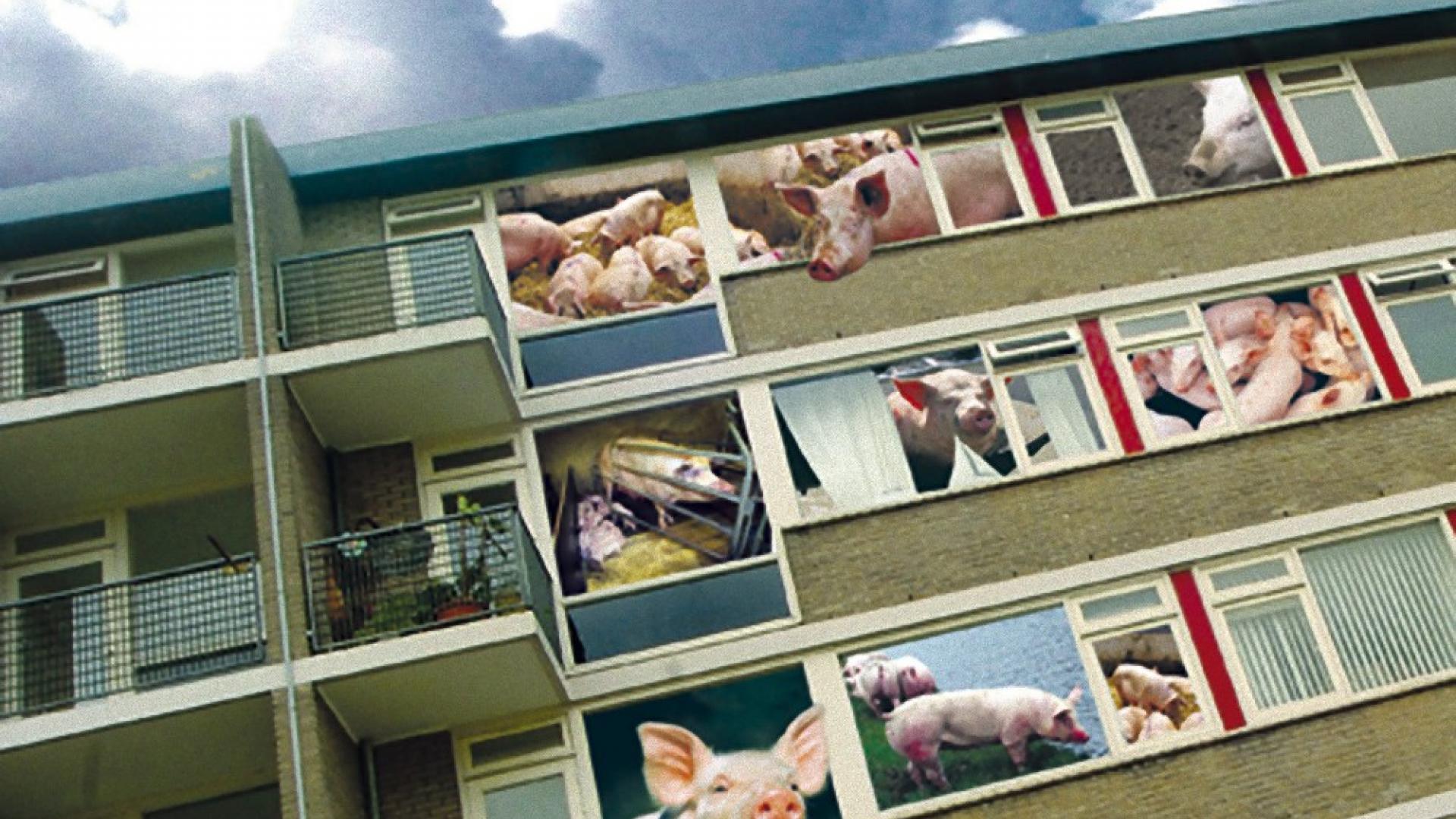 Varkensflat