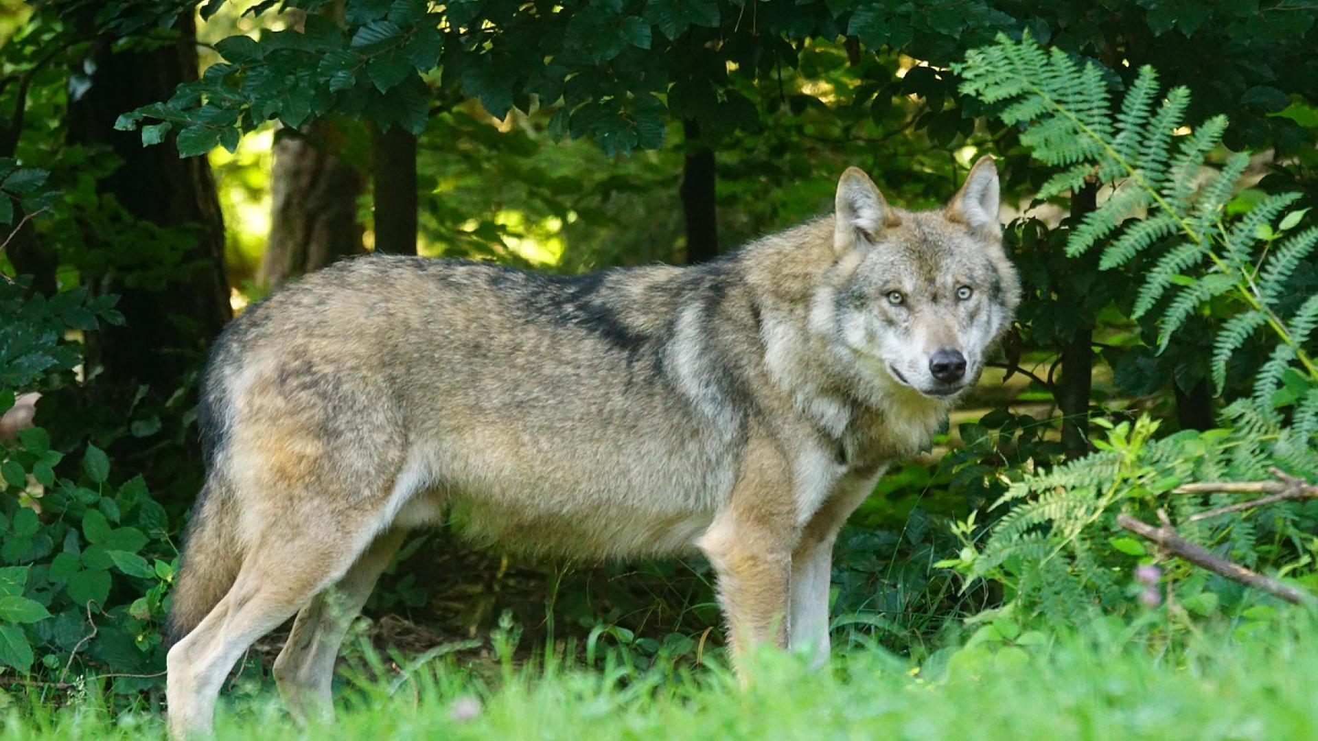 Wolf