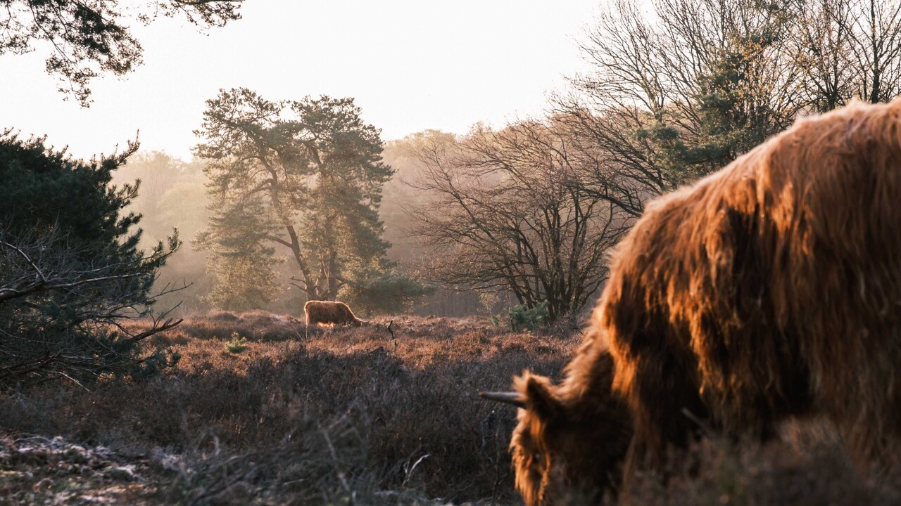 heiden natuur